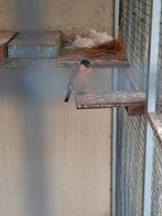 Gezoch goudvink pop eventueel ruilen tegen Goudvink mannen⁸, Vrouwelijk, Wildzangvogel