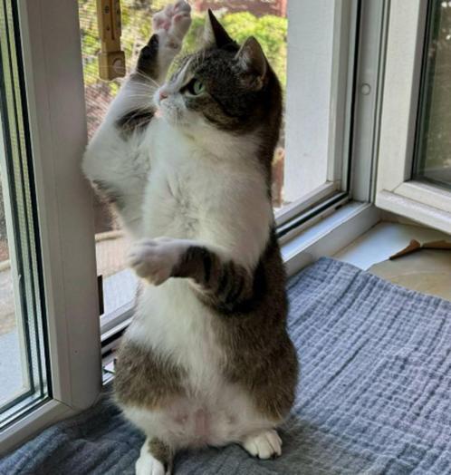 Nieuwsgierige, speelse Poly, 1,5 jaar oud, Dieren en Toebehoren, Katten en Kittens | Overige Katten, Kortharig, Poes, 0 tot 2 jaar