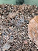 boaedon capensis 0.0.1, Dieren en Toebehoren, Reptielen en Amfibieën, Slang, 0 tot 2 jaar