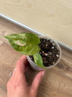 Monstera indonesian marble, Huis en Inrichting, Kamerplanten, Ophalen of Verzenden, Halfschaduw, Minder dan 100 cm