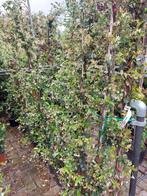 Toscaanse ster jasmijn, Tuin en Terras, Planten | Struiken en Hagen, Ophalen, Overige soorten, 100 tot 250 cm