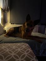Duits herder, Dieren en Toebehoren, 6 jaar of ouder, Rabiës (hondsdolheid), Reu, Eén hond