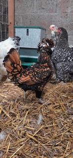 Padua hen kuifhoender, Dieren en Toebehoren, Pluimvee, Vrouwelijk, Kip