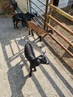 Te koop 2 dwerggeit bokjes, Dieren en Toebehoren, Schapen, Geiten en Varkens, Mannelijk, Geit, 0 tot 2 jaar