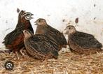 Harlekijn kwartel gezocht, Dieren en Toebehoren, Vogels | Overige Vogels