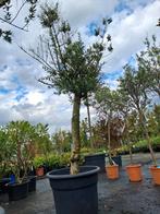 Olijfboom op stam - Olea Europaea actie!! €75,-, Tuin en Terras, Planten | Bomen, Bloeit niet, Ophalen of Verzenden, 100 tot 250 cm