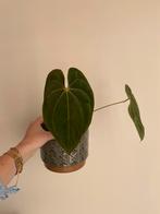 Anthurium Papillilaminum x Papillilaminum, Huis en Inrichting, Kamerplanten, Ophalen, Halfschaduw, Minder dan 100 cm