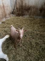 Dwerg bokje bok geit dekbok, Dieren en Toebehoren, Mannelijk, Geit, 0 tot 2 jaar