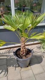 Palm Trachycarpus Wagnerianus stam 35 cm, Tuin en Terras, Ophalen, Overige soorten, Volle zon