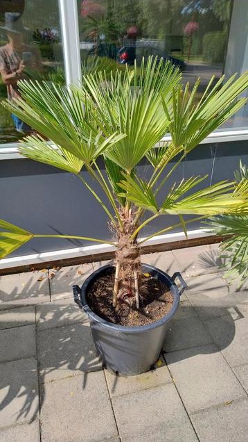 Palm Trachycarpus Wagnerianus stam 35 cm beschikbaar voor biedingen