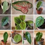 Plantpakket met 11 items t.w.v. €80, nu voor maar €20, Ophalen of Verzenden, Overige soorten, Minder dan 100 cm
