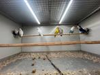 Agapornis Div Kleuren, Meerdere dieren, Parkiet