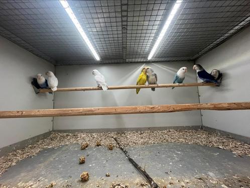 Agapornis Div Kleuren, Dieren en Toebehoren, Vogels | Parkieten en Papegaaien, Parkiet, Meerdere dieren
