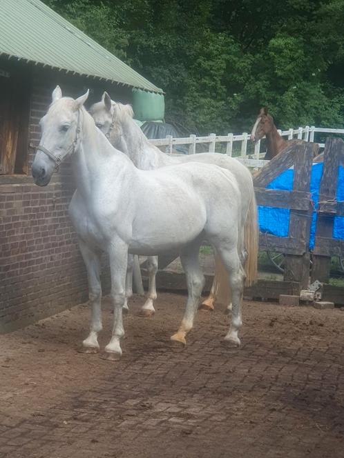 Gezocht stalhulp in ugchelen vakantie hulp, Dieren en Toebehoren, Stalling en Weidegang