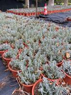 Lavendel hidcote winterhard paars in20cmpot €1 wit €2, Ophalen, Overige soorten, Volle zon