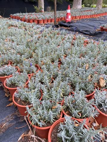 Lavendel hidcote winterhard paars in20cmpot €1 wit €2 beschikbaar voor biedingen