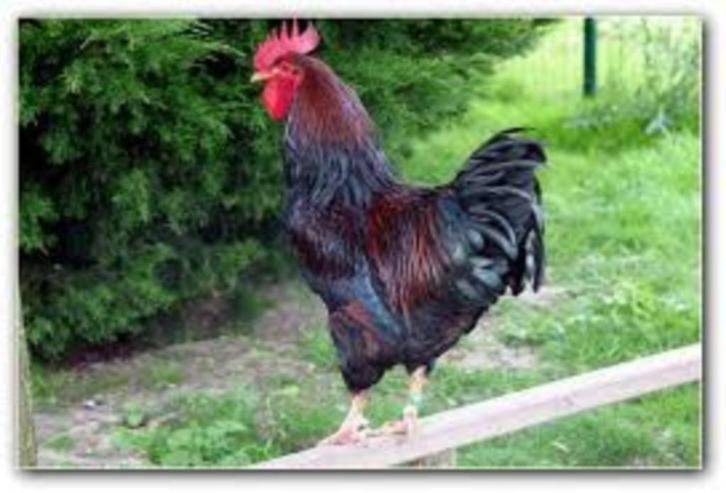 Grote Haan en Hanen.........., Dieren en Toebehoren, Pluimvee, Kip, Mannelijk