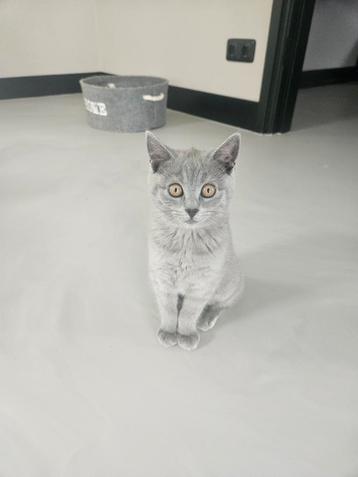 Britse korthaar kruising Blauwe rus kittens  beschikbaar voor biedingen
