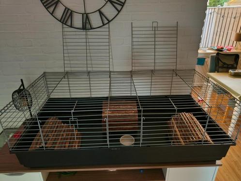 Knaagdieren hok of kooi, Dieren en Toebehoren, Knaagdieren en Konijnen | Hokken en Kooien, Zo goed als nieuw, Hok, Minder dan 60 cm