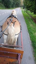 Verzorgster/ bijrijdster gezocht voor lieve Haflinger, Diensten en Vakmensen, Dieren | Paarden | Verzorging, Oppas en Les, Ruiter of Bijrijder