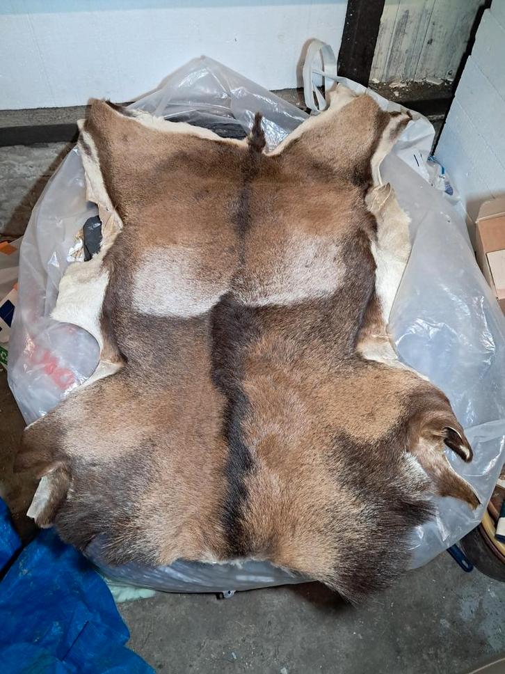 Moeflon vacht wild schaap. Landelijk - jacht - wild, Verzamelen, Dierenverzamelingen, Gebruikt, Overige typen, Wild dier, Ophalen of Verzenden