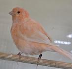 Kanarie man rood ivoor, Dieren en Toebehoren, Vogels | Kanaries, Mannelijk, Kleurkanarie