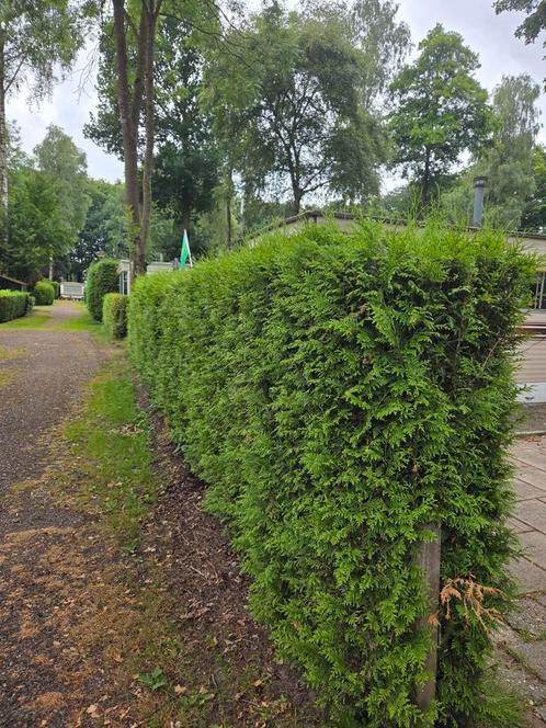 Coniferen 175 Hoog, Tuin en Terras, Planten | Struiken en Hagen, Conifeer, 100 tot 250 cm, Ophalen
