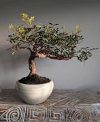 Pistache Lentiscus Bonsai 12 jaar, Tuin en Terras, Bloeit niet, Halfschaduw, Minder dan 100 cm, Overige soorten