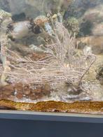 Zoutwater koraal, Overige typen, Zoutwatervis