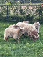 Drentse Heideschapen, Dieren en Toebehoren, Schapen, Geiten en Varkens, Mannelijk, Schaap, 0 tot 2 jaar