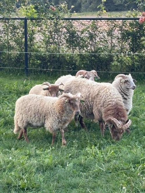 Drentse Heideschapen, Dieren en Toebehoren, Schapen, Geiten en Varkens, Schaap, Mannelijk, 0 tot 2 jaar