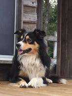 Prachtige tricolor dekreu, Dieren en Toebehoren, Honden | Herdershonden en Veedrijvers, 6 jaar of ouder, België, Particulier, Rabiës (hondsdolheid)