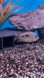 Herichthys carpintis, Dieren en Toebehoren, Vis