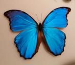 Morpho didius op speld, Ophalen of Verzenden, Opgezet dier