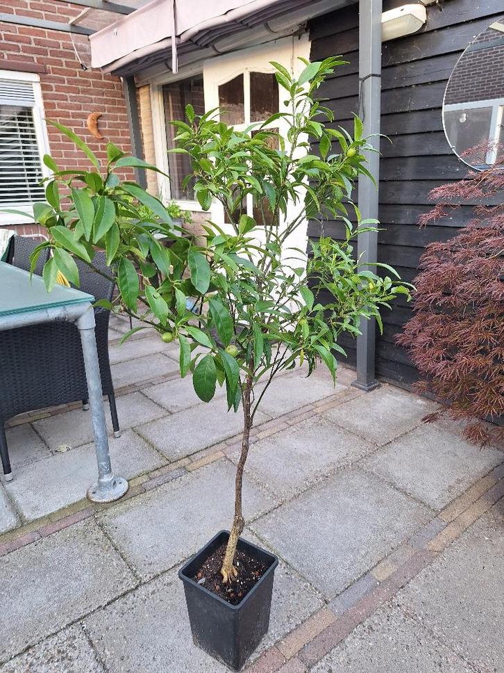 mandarijnboom Citrus, Tuin en Terras, Planten | Bomen, Overige soorten, 100 tot 250 cm, Volle zon, In pot, Ophalen of Verzenden