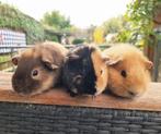 Jonge cavia's erg lief en kinderen gewend, Dieren en Toebehoren, Knaagdieren, Cavia, Meerdere dieren, Tam, September