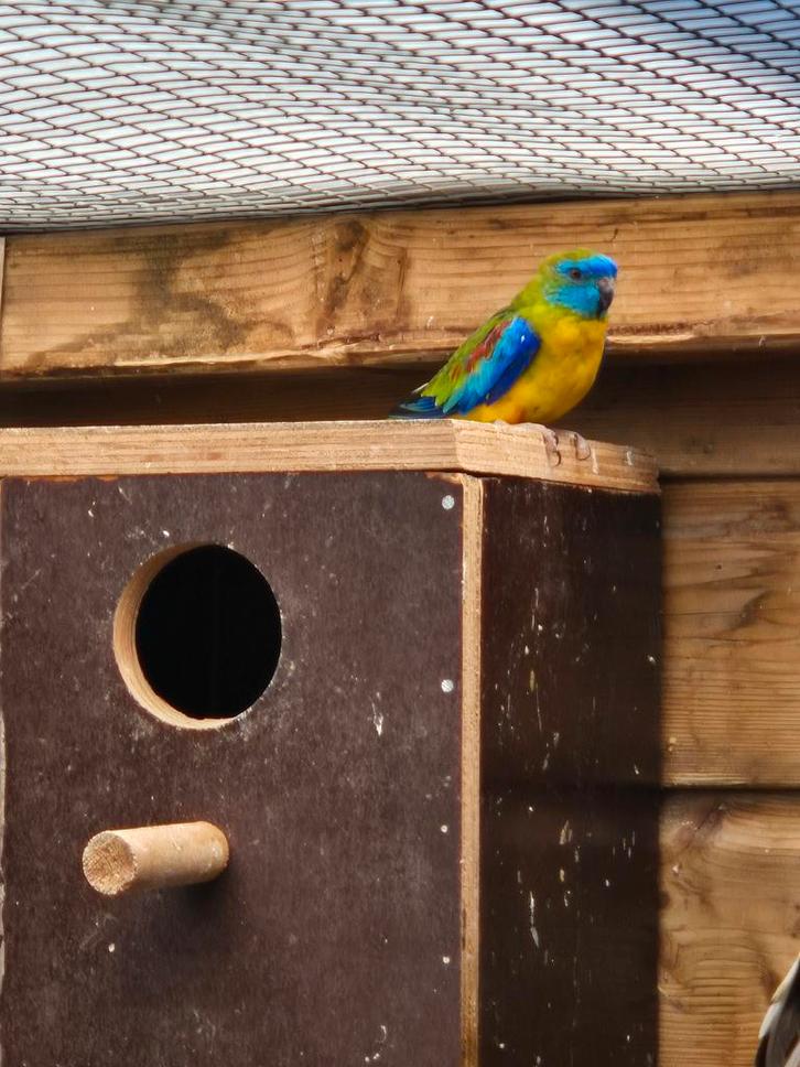 Te koop 2 turqusine en 2 jonge bourks parkieten, Dieren en Toebehoren, Vogels | Parkieten en Papegaaien, Parkiet, Meerdere dieren