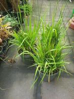 Molinia arundinacea 'Karl Foerster' Pijpestrootje, Overige soorten, Volle zon, Vaste plant, Ophalen of Verzenden