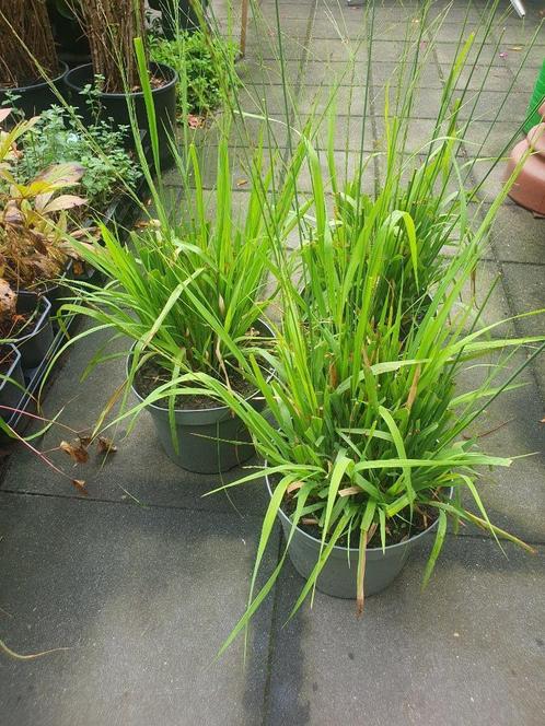 Molinia arundinacea 'Karl Foerster' Pijpestrootje, Tuin en Terras, Planten | Tuinplanten, Vaste plant, Overige soorten, Volle zon