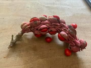 Zaden magnolia 10 stuks voor 2 euro excl 1 postzegel beschikbaar voor biedingen