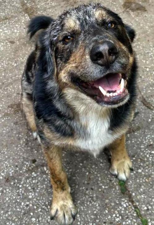 bartje ter adoptie is klaar voor vertrek verblijft in be, Dieren en Toebehoren, Honden | Niet-rashonden, Middel, Reu, Particulier