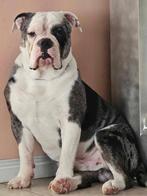 New old english bulldog dekreu, Dieren en Toebehoren, Honden | Bulldogs, Pinschers en Molossers, Rabiës (hondsdolheid), Reu, Bulldog