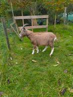 Toggenburger stamboek bokje te koop, Dieren en Toebehoren, Schapen, Geiten en Varkens, Mannelijk, Geit, 0 tot 2 jaar