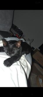 Speelmaatje gezocht adoptie kat/poes, Dieren en Toebehoren, Katten en Kittens | Overige Katten, Poes