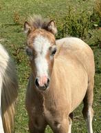 A-WELSH PONY'S TE KOOP. WELSH., Dieren en Toebehoren, Pony's, 0 tot 2 jaar, A pony (tot 1.17m), Onbeleerd, Meerdere dieren