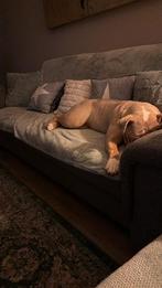 New english buldog, Dieren en Toebehoren, 15 weken tot 1 jaar, CDV (hondenziekte), Teef, Bulldog