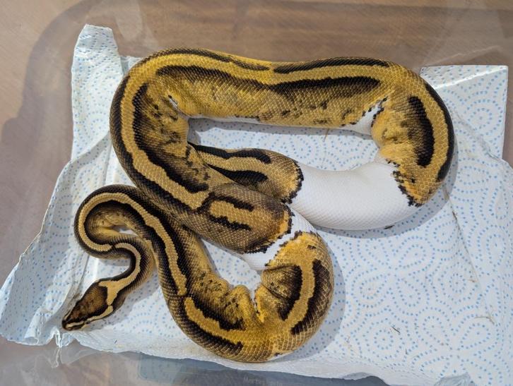Koningspython - Python Regius - Piebald, Dieren en Toebehoren, Reptielen en Amfibieën, Slang, 0 tot 2 jaar