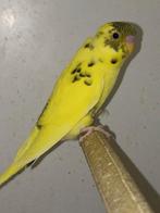 Dominant bonte Blackface man, Dieren en Toebehoren, Mannelijk, Parkiet