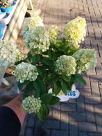 Hydrangea paniculata 'Nimbus' - Pluimhortensia, Tuin en Terras, Planten | Tuinplanten, Ophalen, Overige soorten, Halfschaduw