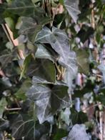 Hedera ( klimop), Ophalen, Bloeit niet, Klimplanten, Halfschaduw